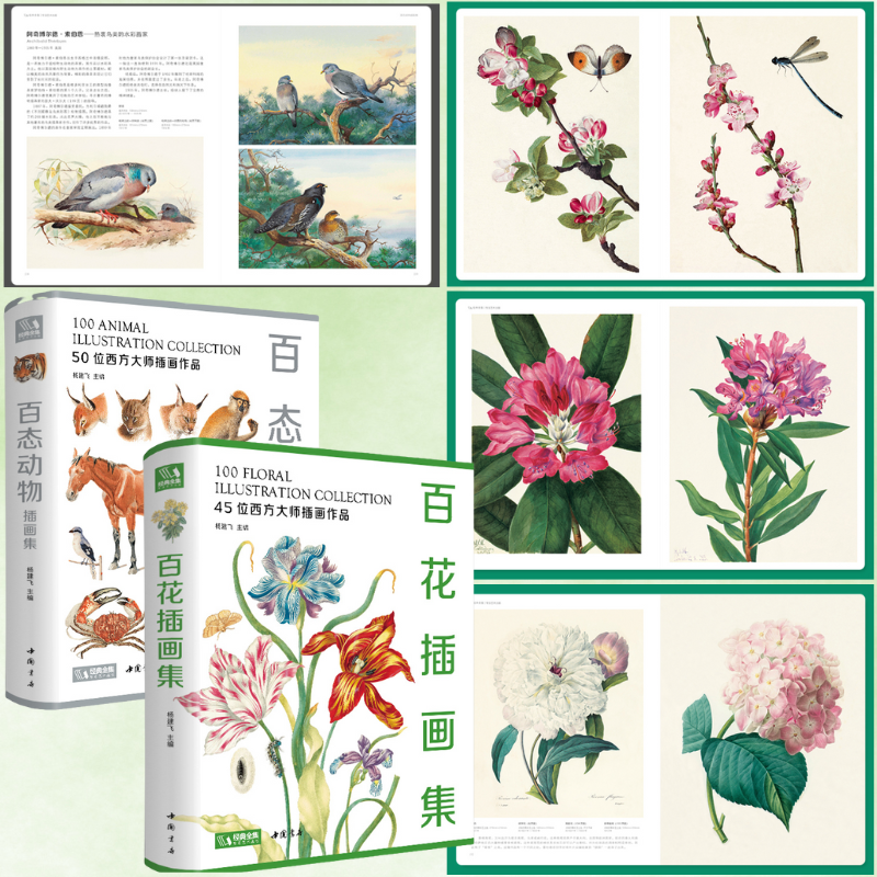【百花插畫集】