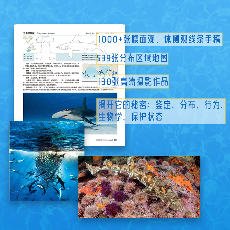 【鯊魚大圖鑒】（世界現生536種鯊魚完全解讀）