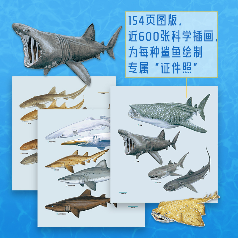 【鯊魚大圖鑒】（世界現生536種鯊魚完全解讀）